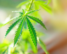 CBD: Cannabidiol - What You Need to Know
